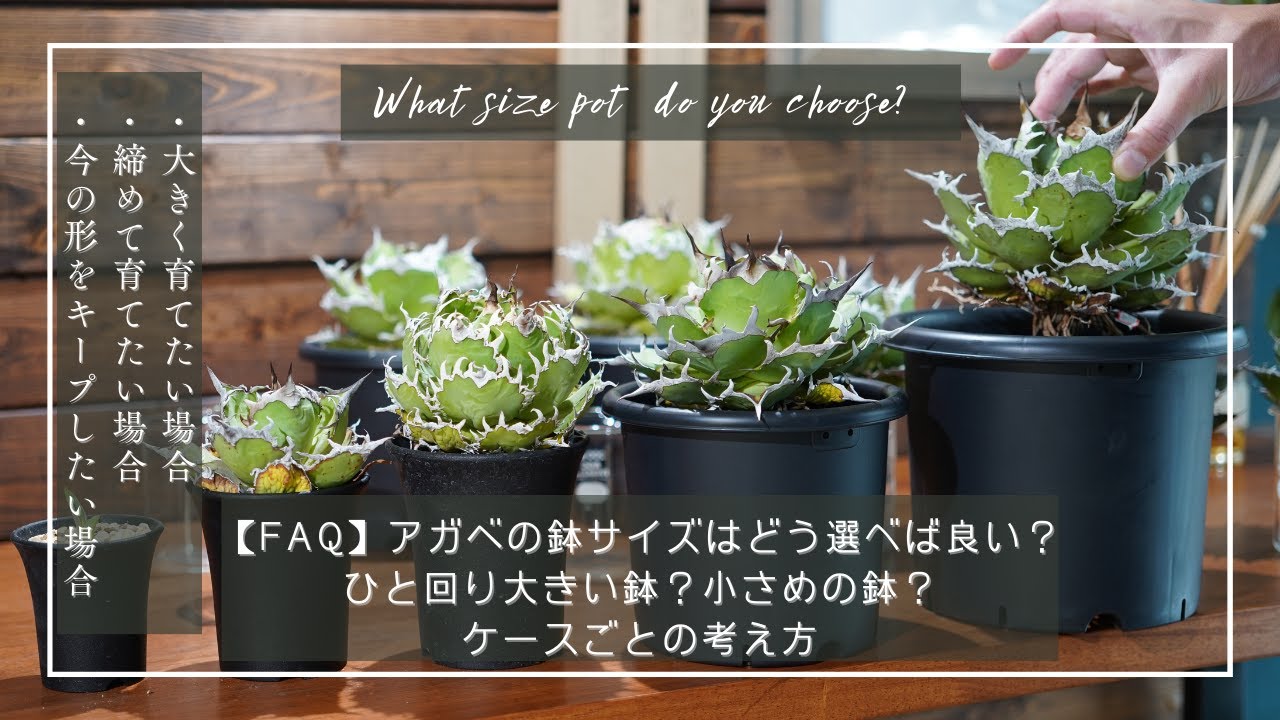 FAQ】アガベを植え込む際、鉢サイズはどう選べば良い？ひと回り大きい