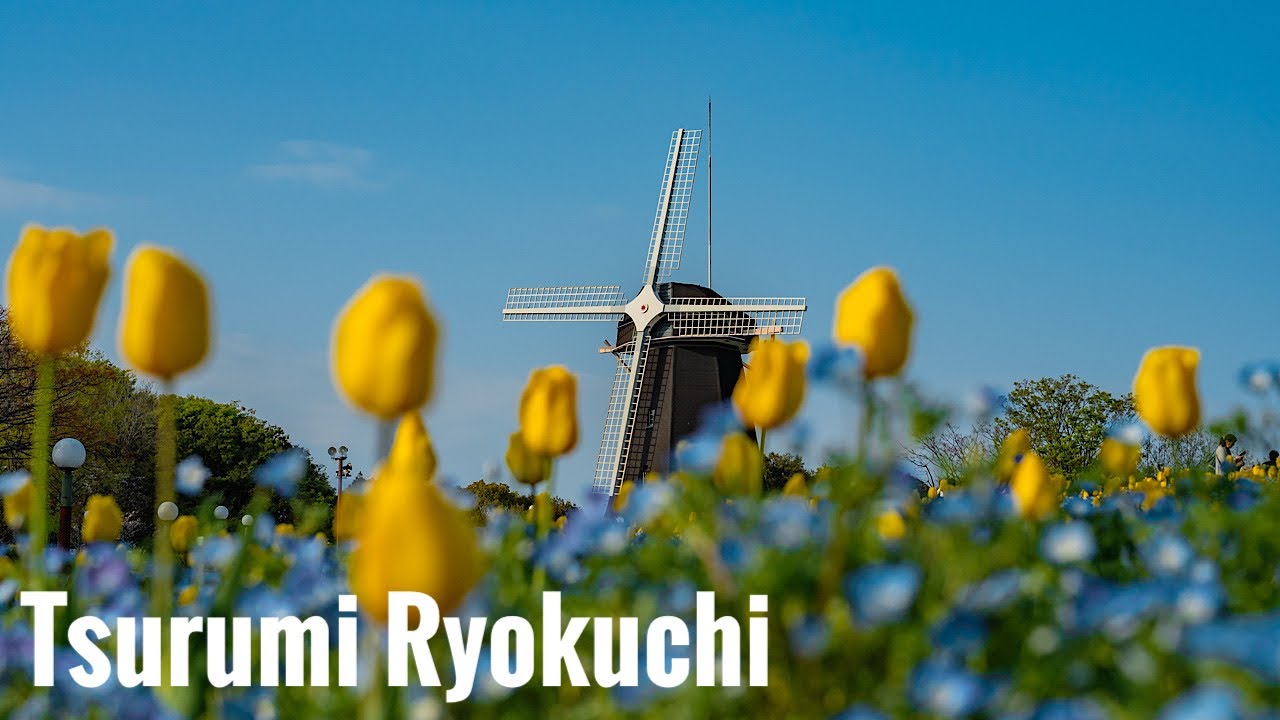 鶴見緑地 ネモフィラと桜 2025 Osaka Walk - Tsurumi Ryokuchi