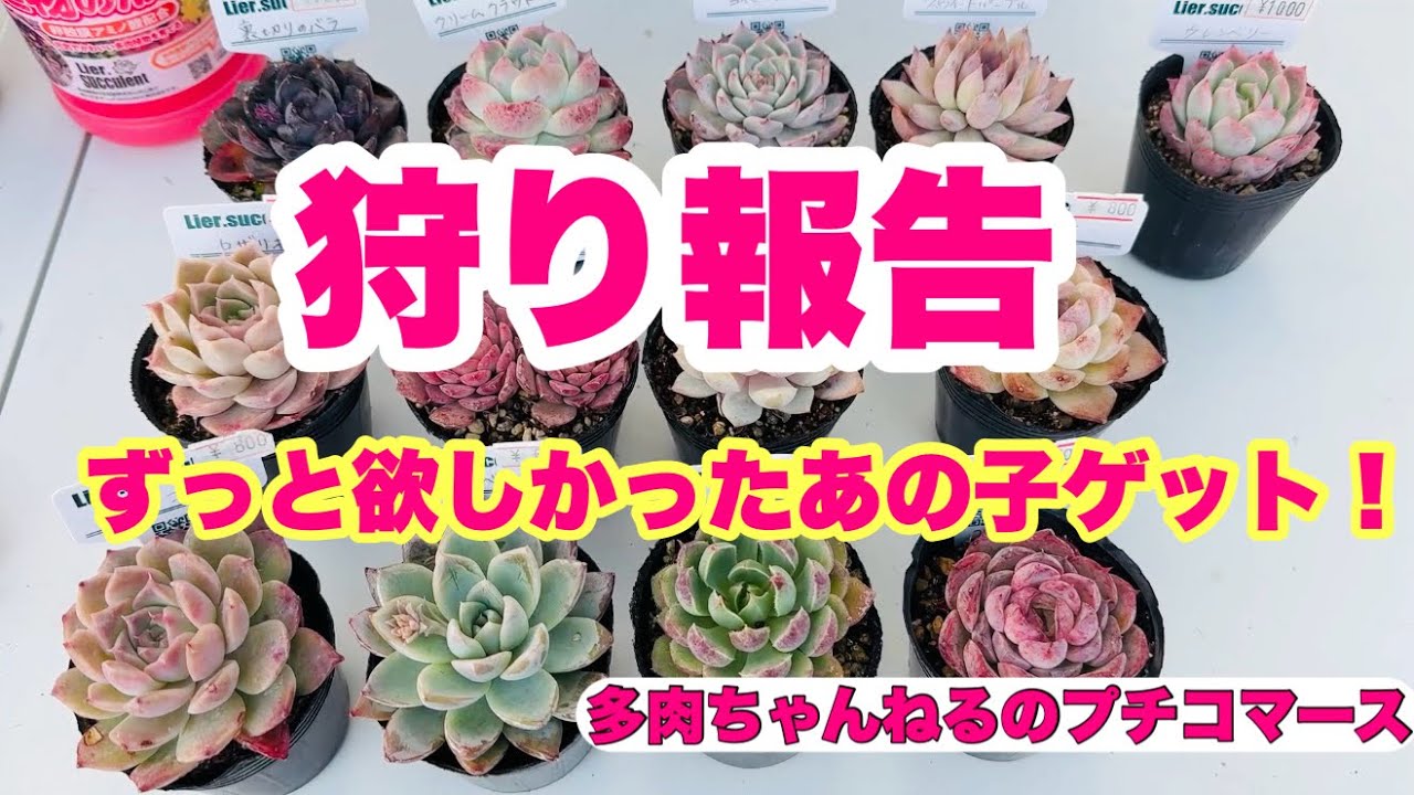 Succulents] A long-awaited hunting report! I finally got the one I