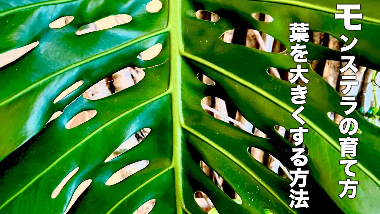 モンステラの育て方と葉っぱを大きくする方法 - YouTube