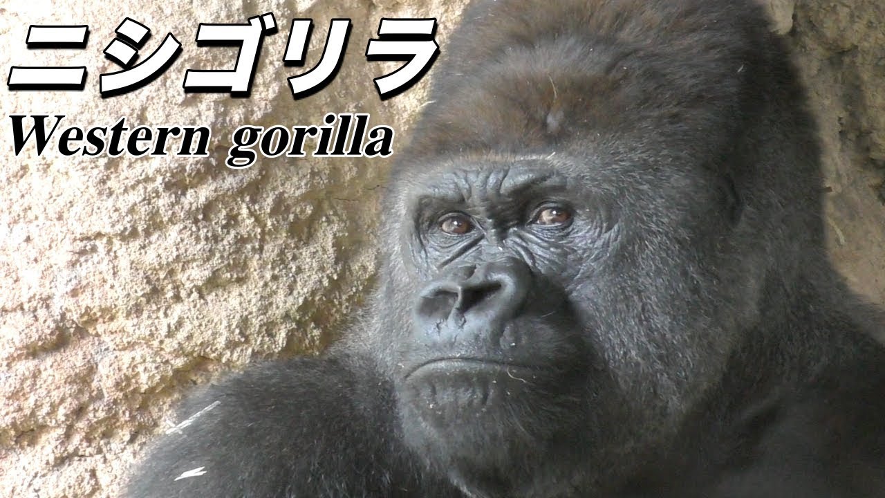 最大級の霊長類】ゴリラ（ニシゴリラ）の生態（Western gorilla