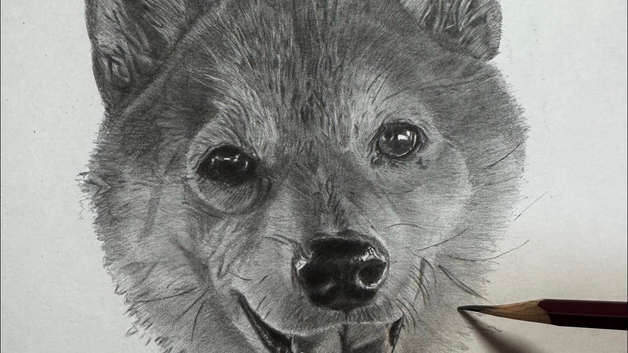 鉛筆画 柴犬の制作動画です🐶 - YouTube