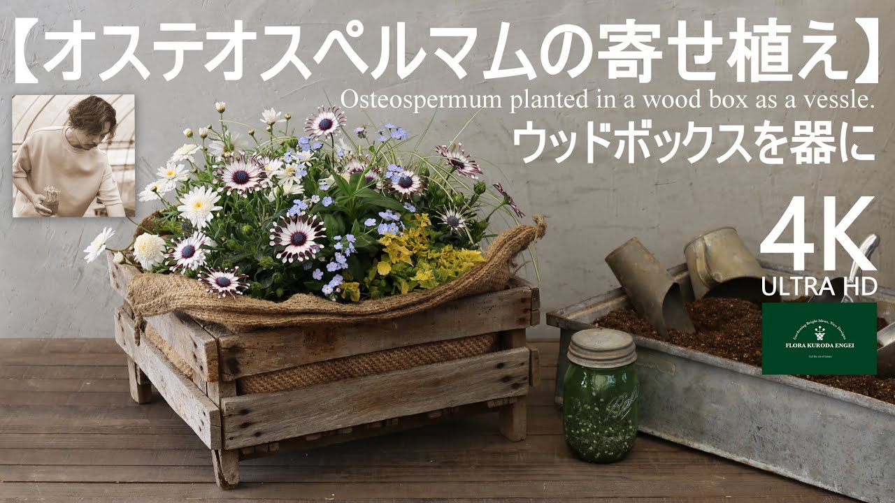 オステオスペルマムの寄せ植え／ウッドボックスを使って【春の