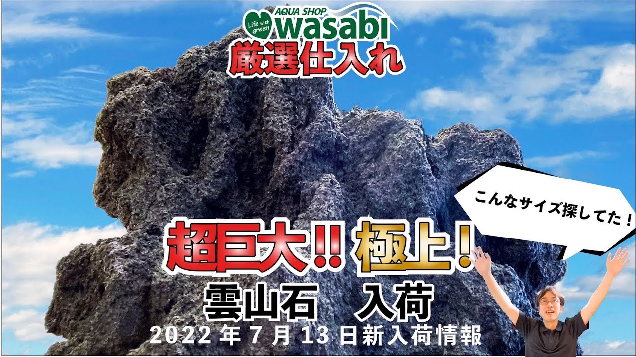 WASABI厳選！最高峰のADA雲山石3選「2022年7月14日AQUASHOP