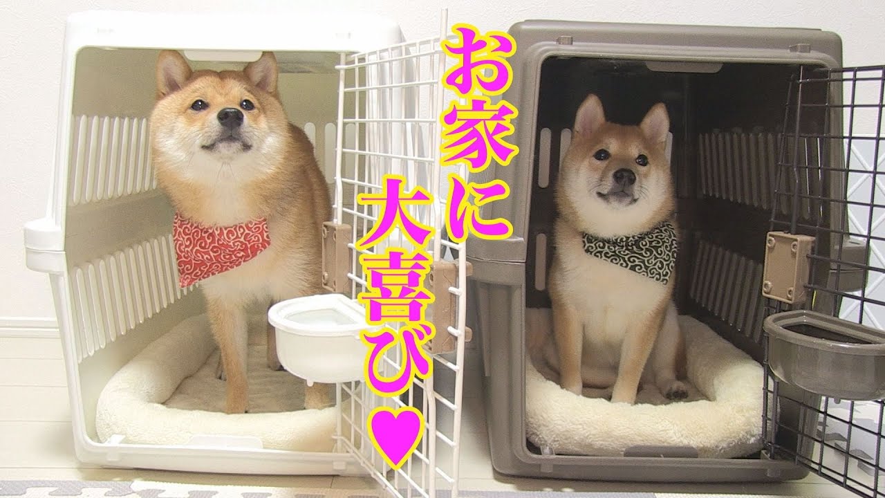 This puppy is overjoyed to receive a matching house with his older