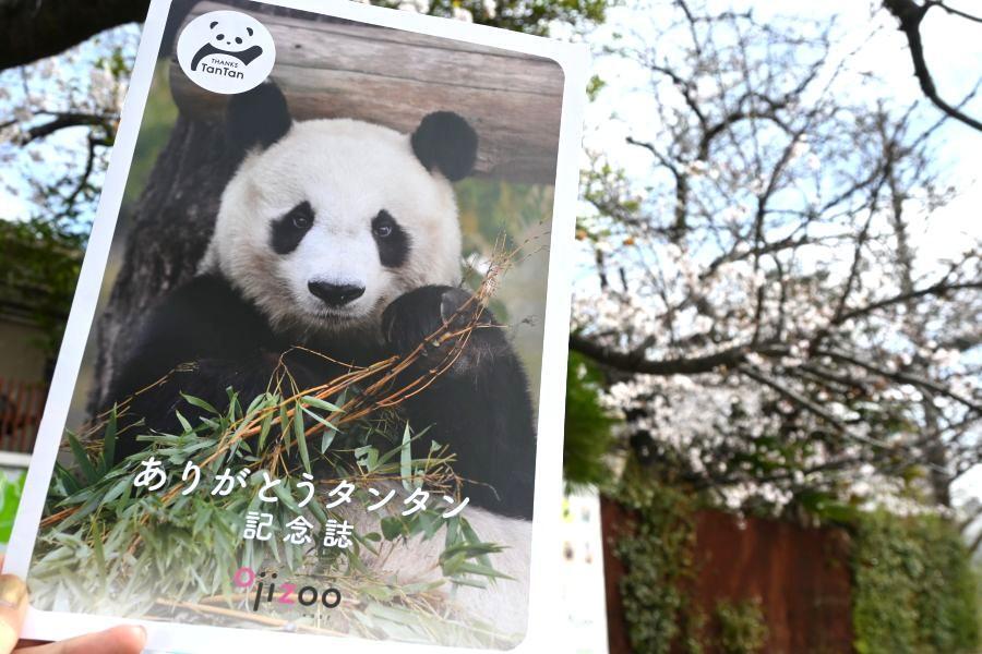 桜見ると思い出す…」あれから1年、「神戸のお嬢様」パンダのタンタン