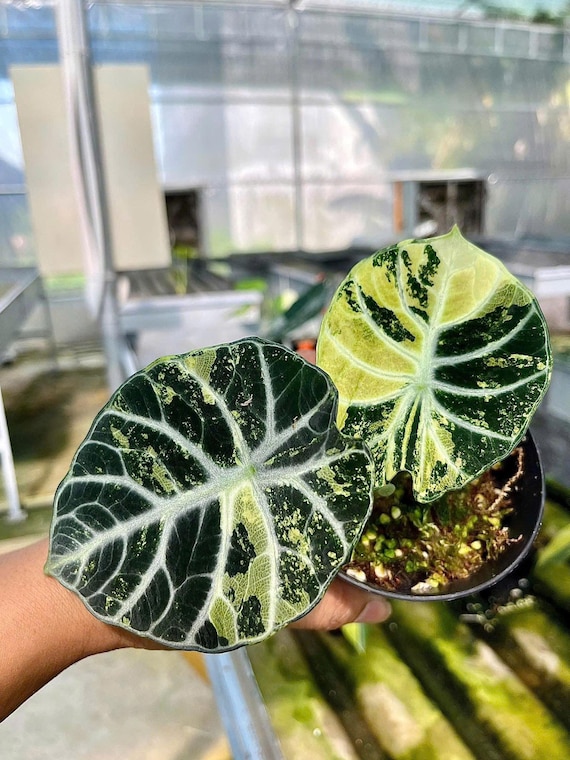 Variegated Alocasia Ninja Tricolor Tissue Culture Plant - Etsy Norway