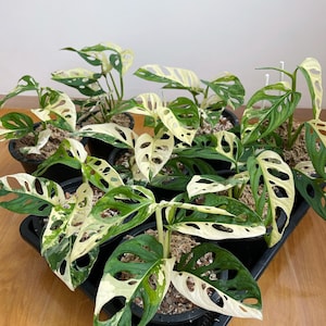 モンステラ レガシー 斑入り (小サイズ) 1本 - Etsy 日本