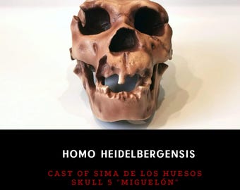 ホモ・ハイデルベルゲンシスの頭蓋骨レプリカ - Etsy 日本