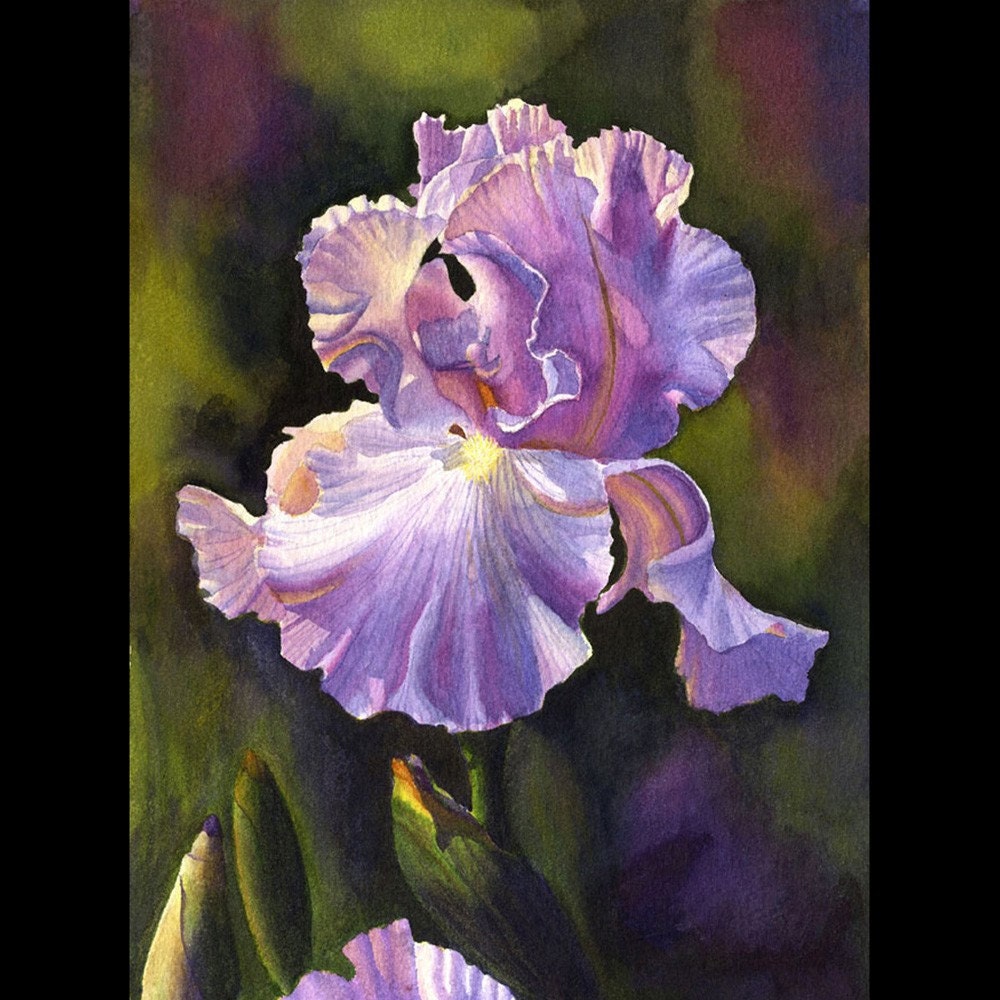 アイリスの(水彩画 2018年 ) アイリスの(水彩画 2018年 ) アイリスの