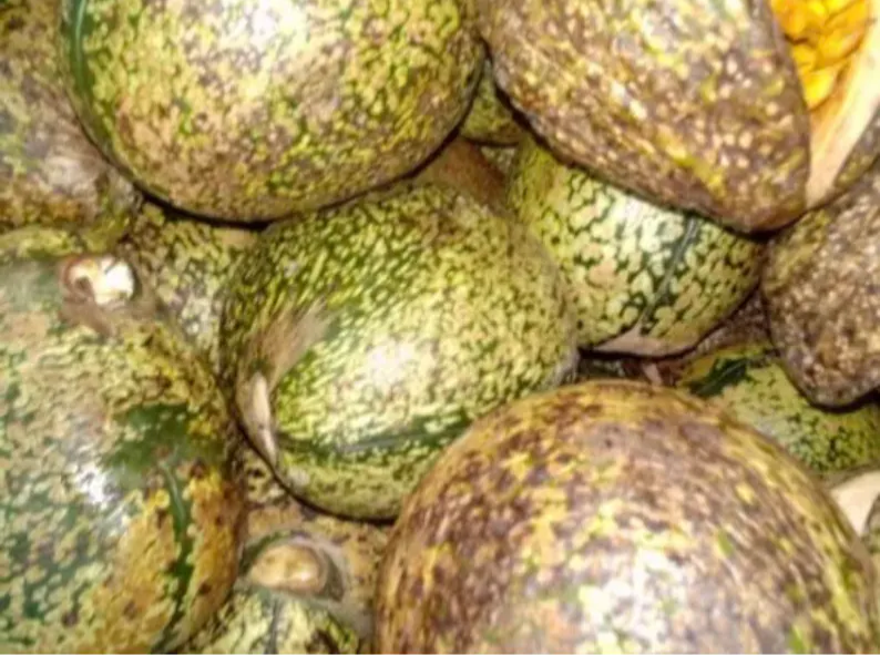 Voacanga Africana, 100g/$10, shipping cost/$20, phyto certificate