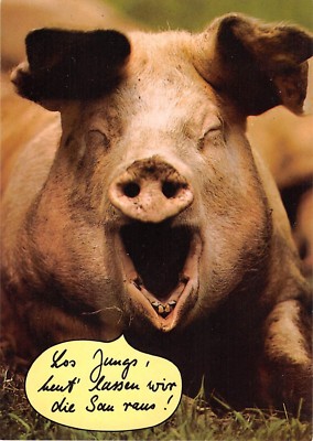 BR88887 pig laughing animal animaux cochon | eBay