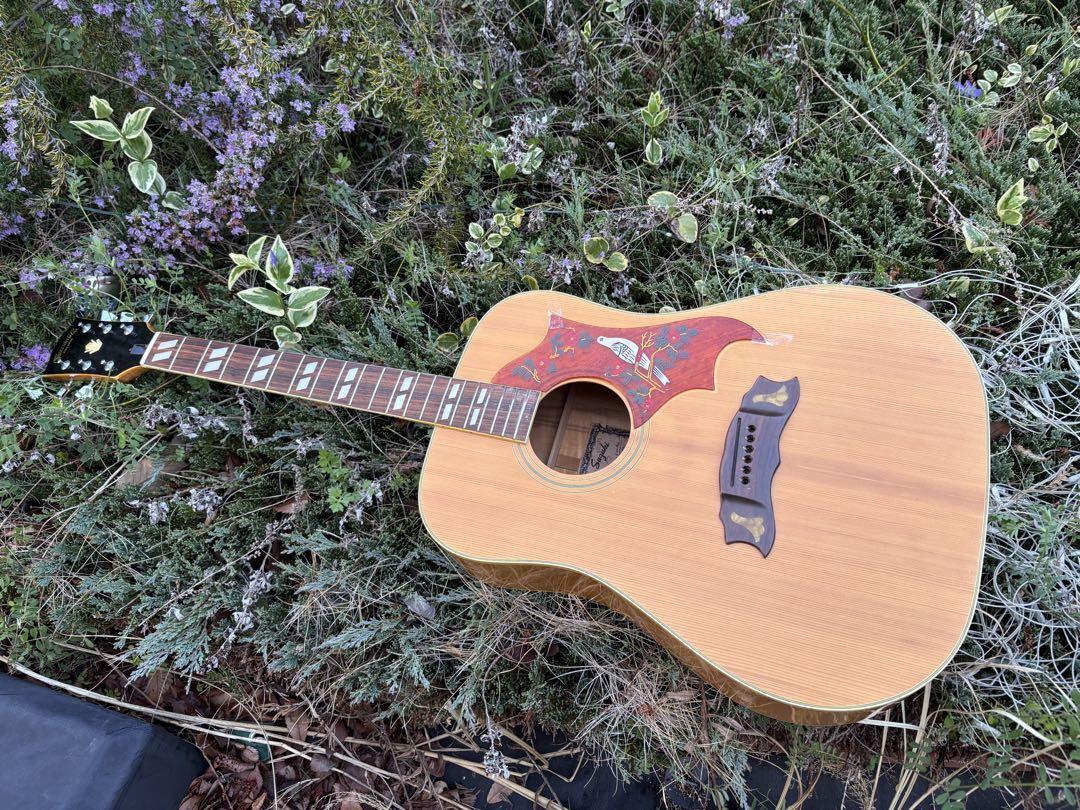 Kiso Suzuki W-65DA Quilted Maple Dove Style Acoustic Guitar Used