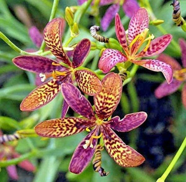 Pardancanda norrisii Dazzler | Dwarf Candy Lily | 10 Seeds | eBay