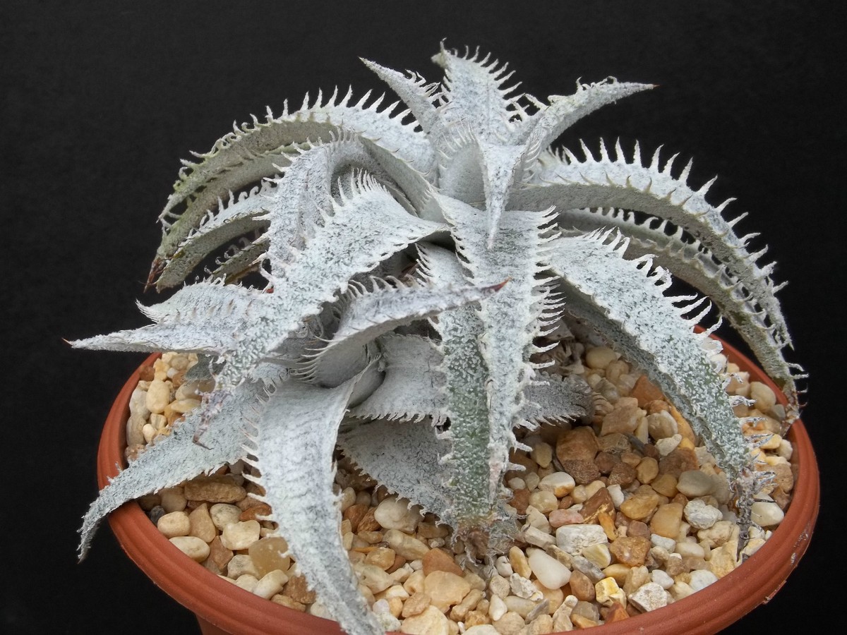 DYCKIA MARNIER LAPOSTOLLEI exotic terrestrial bromeliad rare cacti