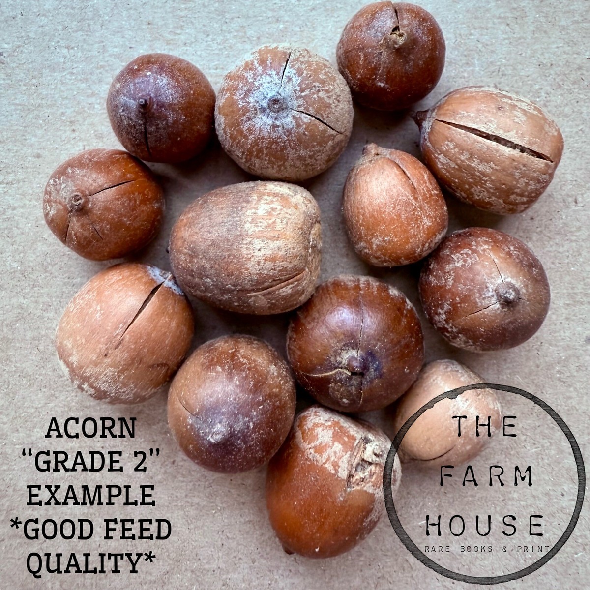 20 POUNDS - RED OAK ACORNS -DEER/WILDLIFE FEED -GRADED 2(CRACKED