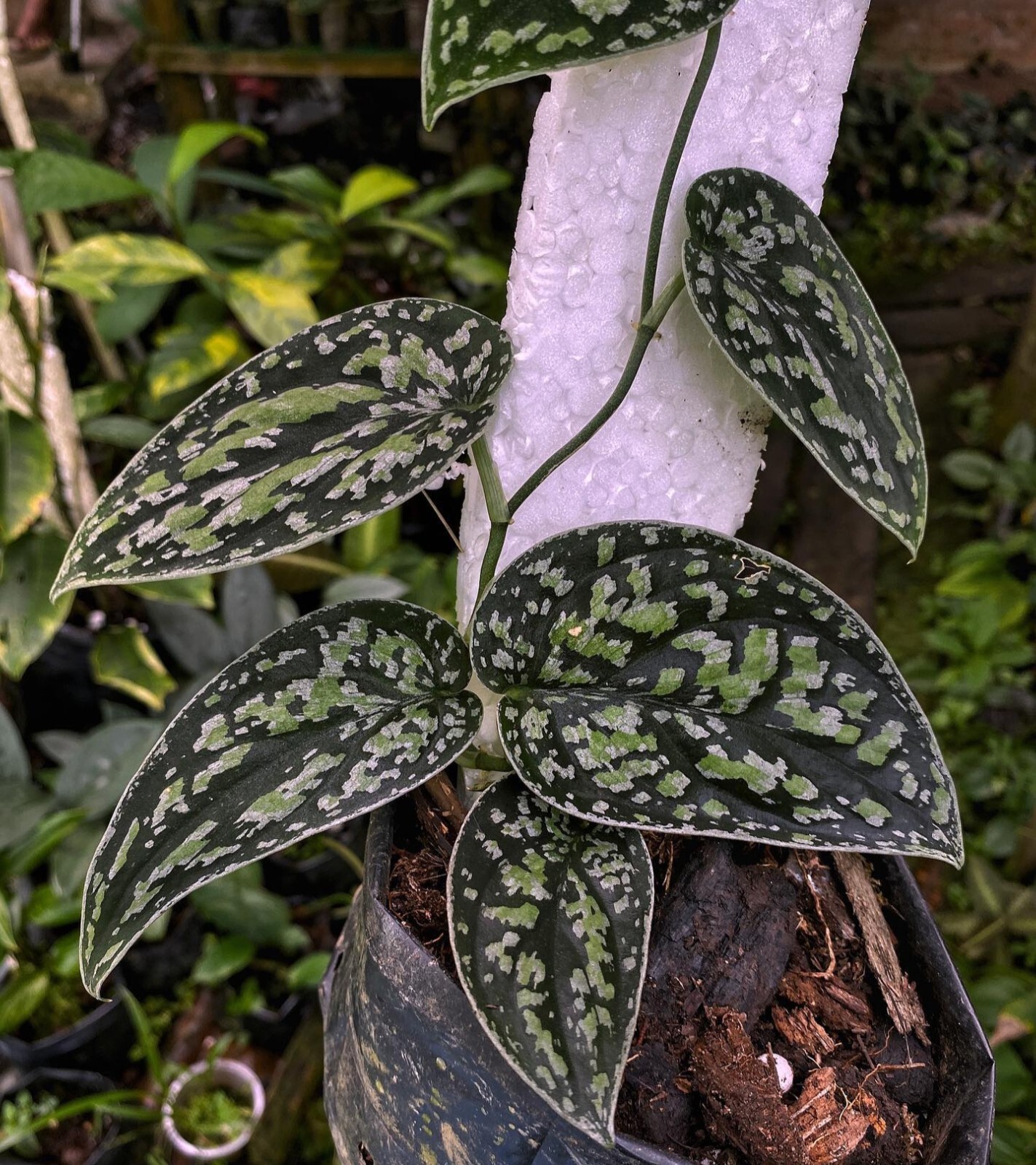 Scindapsus tricolor sp Kalimantan free phitosanitary certificate