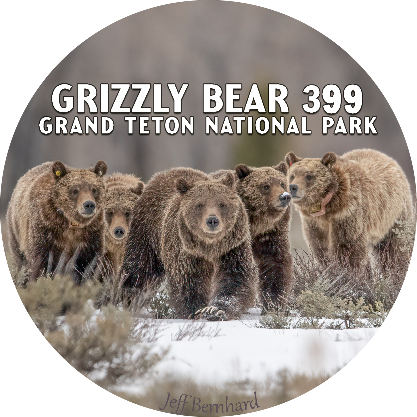 その他 L GEAR SOLID TRADING CARD GRIZZLY 34 L GEAR SOLID TRADING