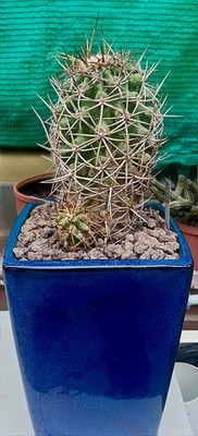 Copiapoa dura Hybrid | Botanical Archive | Exotic Succulent Care Tips