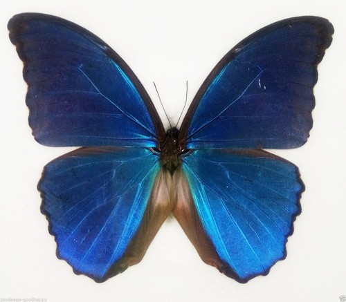 PSA10 Butterfly English/SR 108 Flowers Takashi Murakami #f1c1c6 | eBay