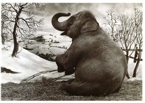 Dreams Sonny Angel Artist Collection Tropical Marine RABBIT