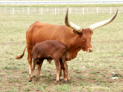 世界一太いツノを持つ牛 - GIGAZINE