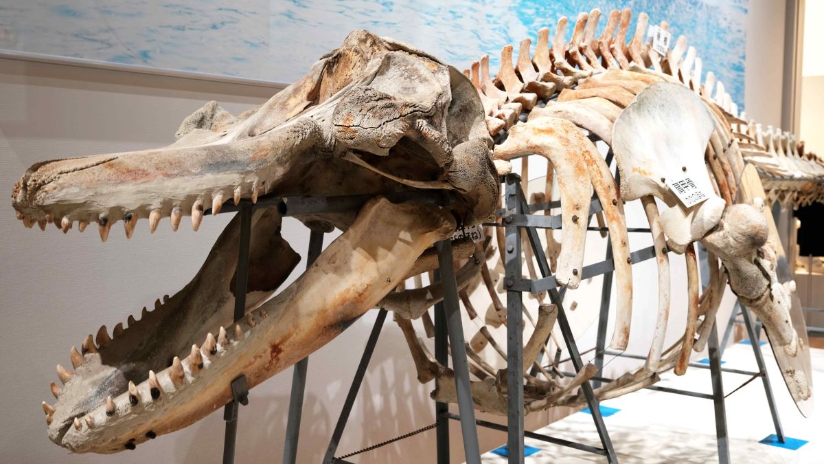 クジラ＆イルカの巨大骨格が所狭しと展示された企画展「集まれ！三重の