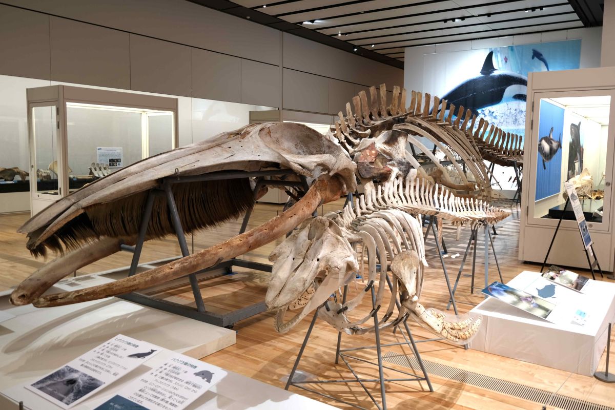 クジラ＆イルカの巨大骨格が所狭しと展示された企画展「集まれ！三重の