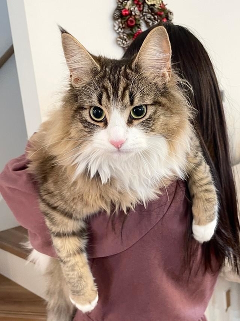 毛量詐欺だった」子猫のお風呂ビフォーアフターの姿に驚き 「着ぶくれ