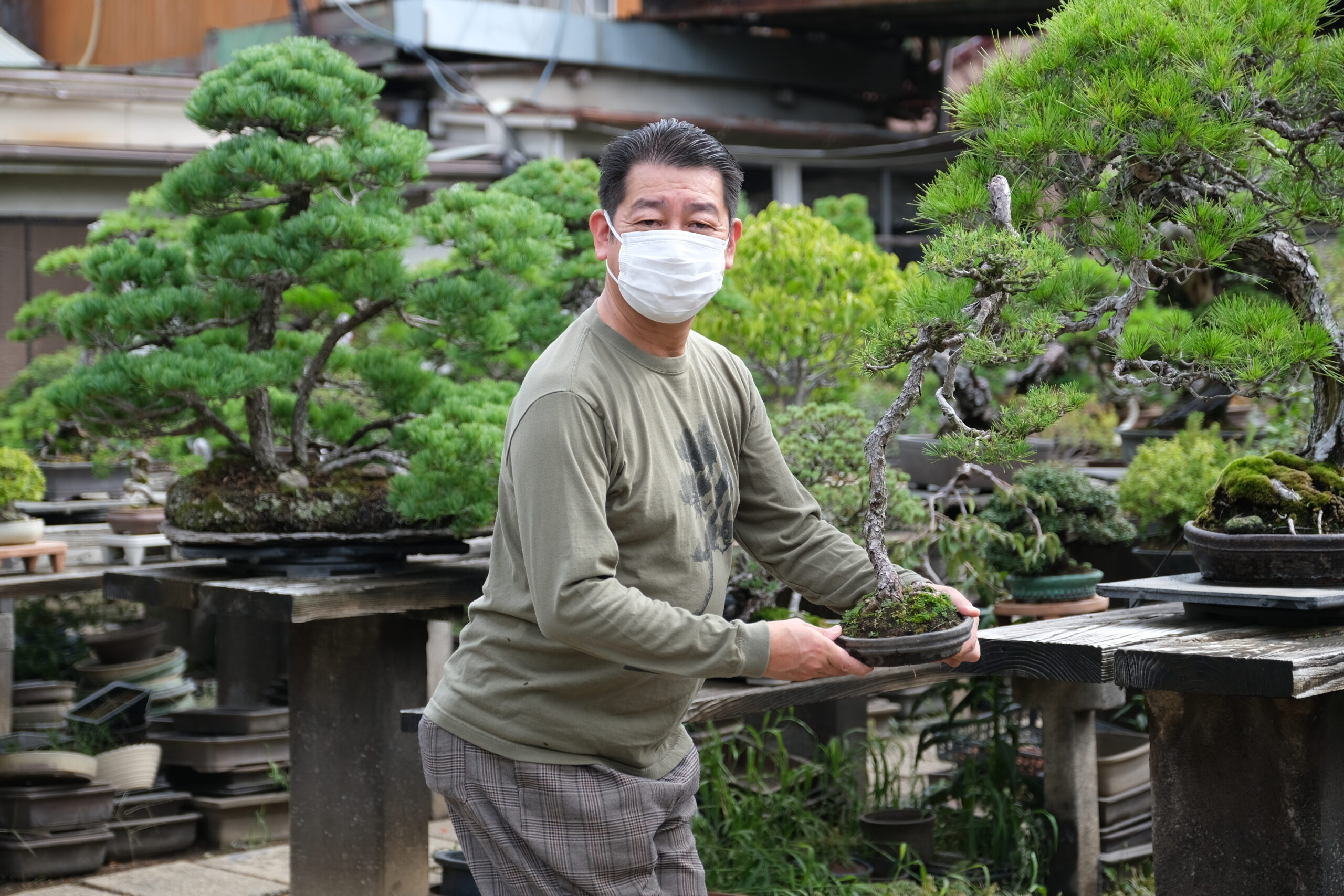 ヒルマさんの赤松文人Tシャツを作りました。 – 盆栽Q | あたらしい盆栽