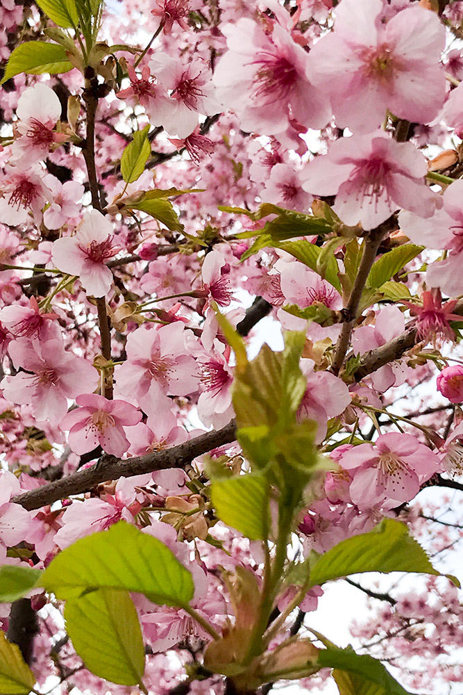 河津桜（カワヅザクラ）の東京の開花記録と桜の開花予想 | 私的花写真