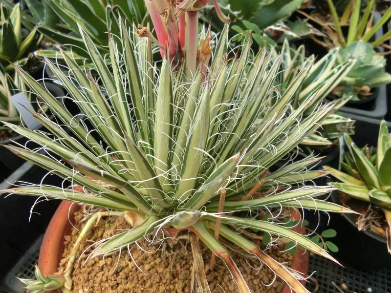 アガベ '姫乱れ雪' について。白糸の王妃とかゲミニフローラとか乱れ雪