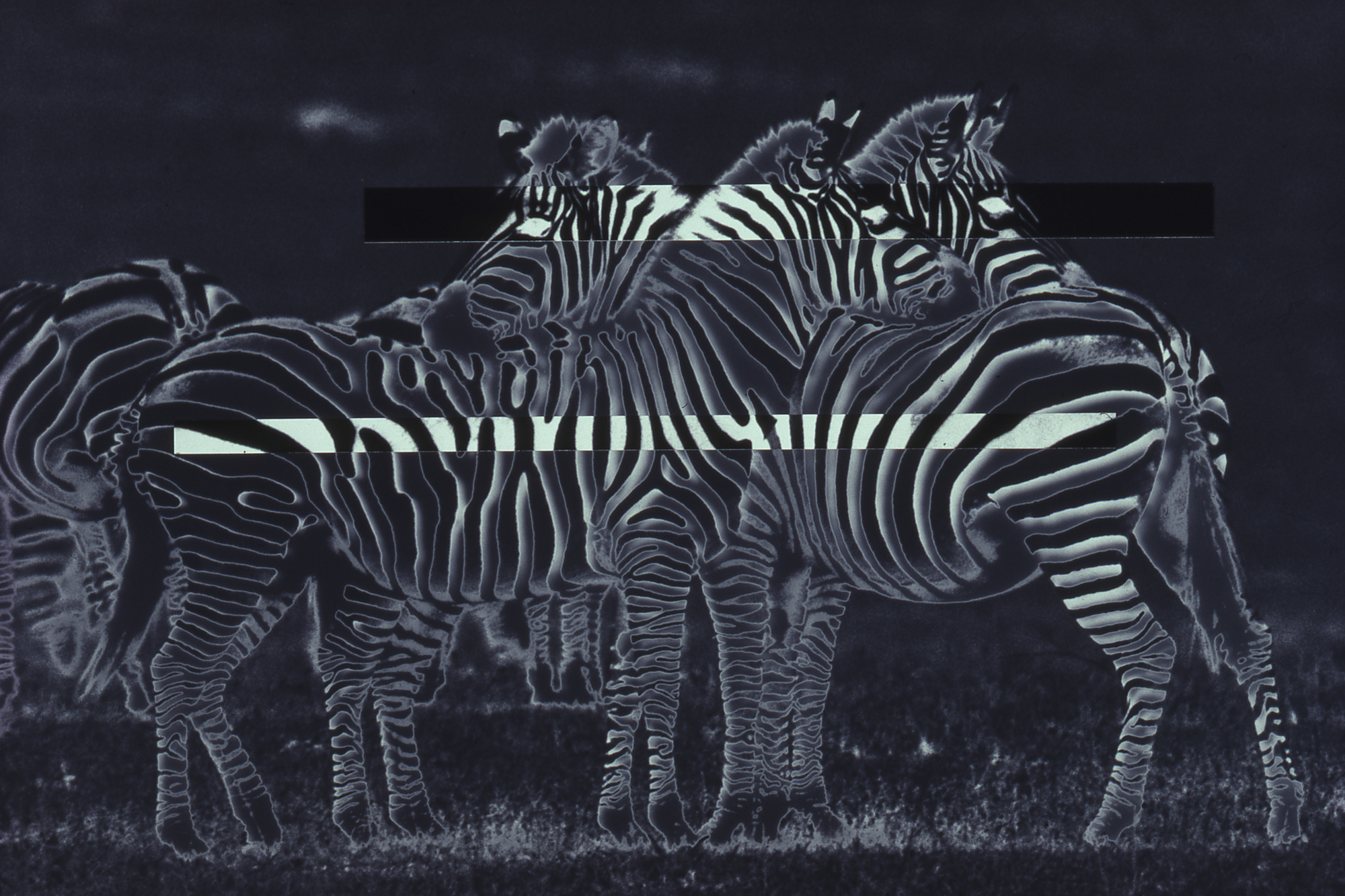 内藤忠行写真原画蝙蝠オリジナル