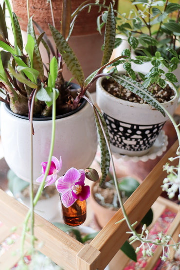 レデボウリア・ソシアリス・ビオラセア「豹紋」がかわいい花を咲かせ