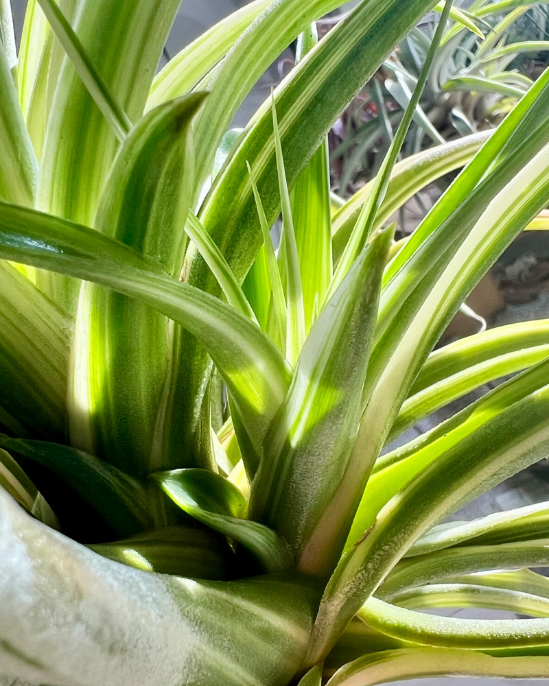 超希少！美しき斑入りティランジアの世界【バリエガータ&アルボマージ