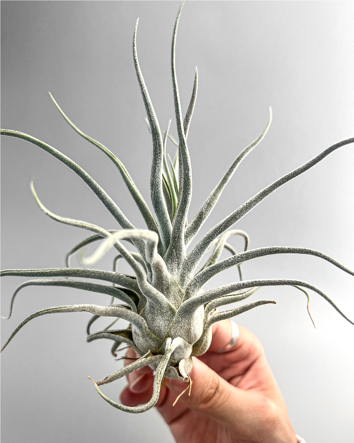 美しすぎる壺型チランジア 【タイ】その特徴や相場は？