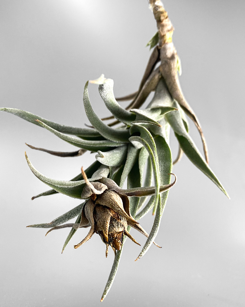 宝石が咲くチランジア・エディシアエの育て方&増やし方&飾り方【枯れる