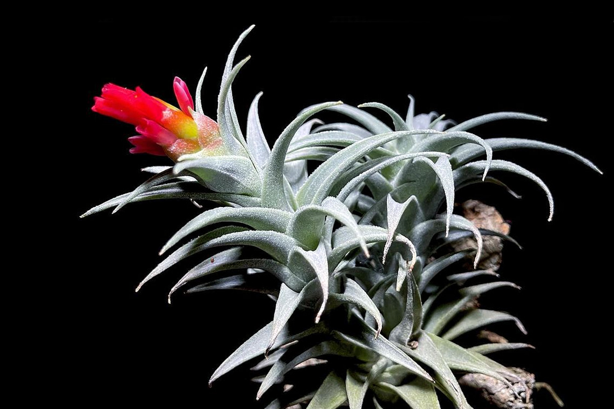 宝石が咲くチランジア・エディシアエの育て方&増やし方&飾り方【枯れる