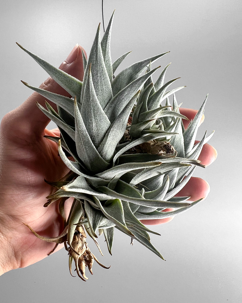 宝石が咲くチランジア・エディシアエの育て方&増やし方&飾り方【枯れる