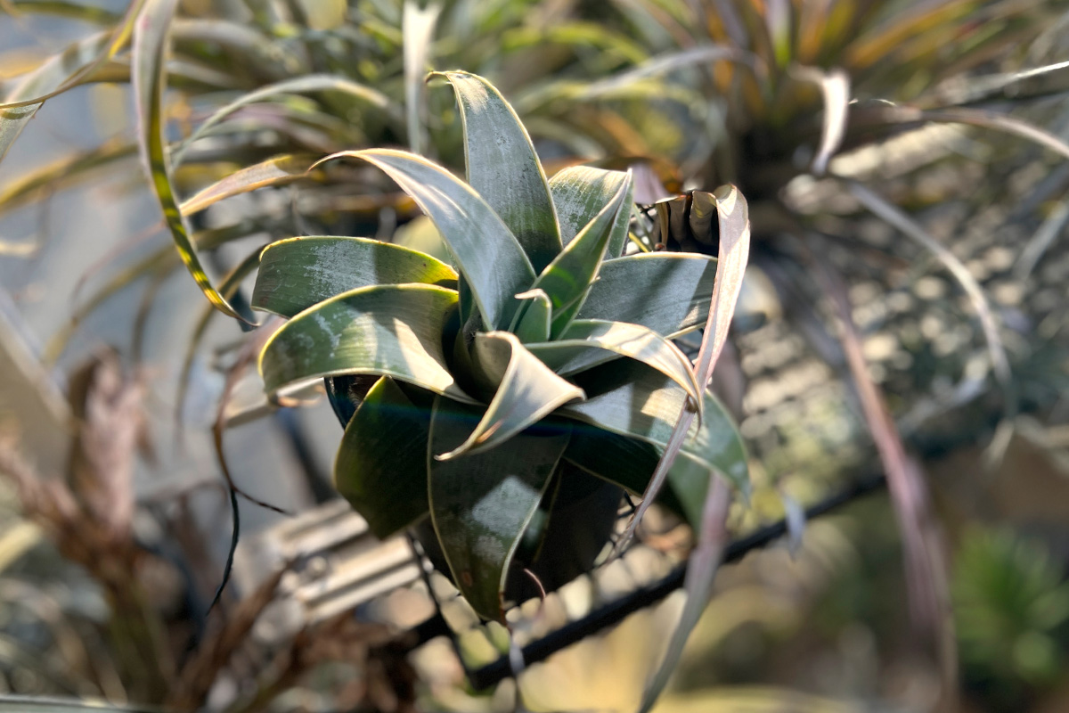 ブロメリア新属“スティグマトドン”とは？分類史と種類・育て方まとめ