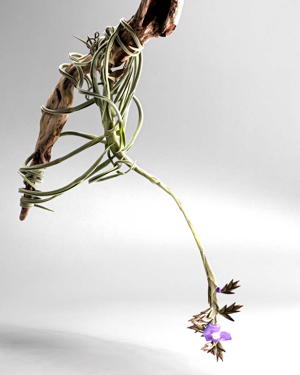 チランジア・ドゥラティの吊るし方・育て方｜流木に絡ませる方法