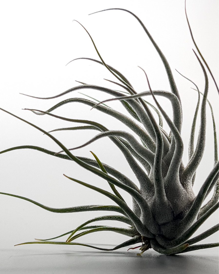 美しすぎる壺型チランジア 【タイ】その特徴や相場は？