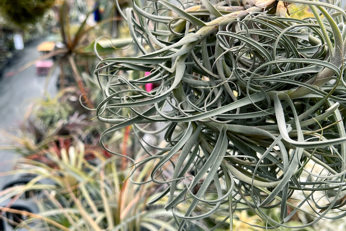 大きいチランジアはロマンだ！【おすすめ大型種8選】