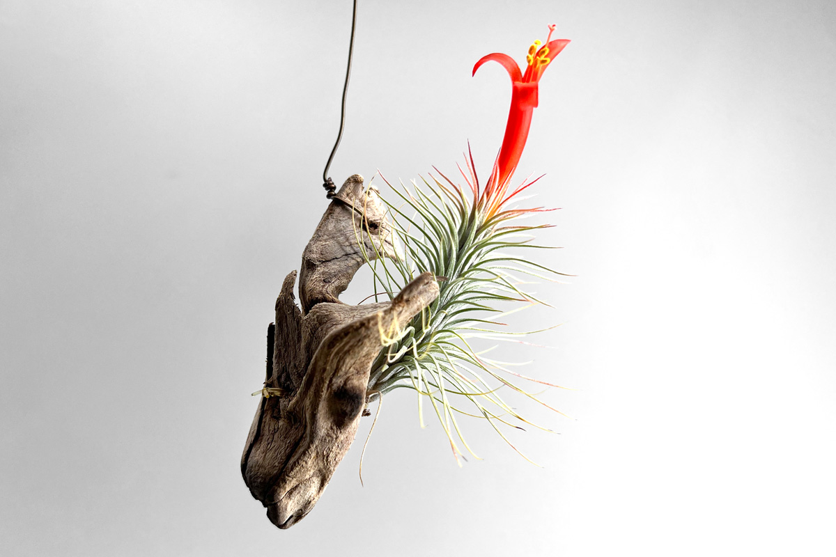 チランジア・フンキアナの育て方&増やし方&飾り方【枯れる原因も解説】