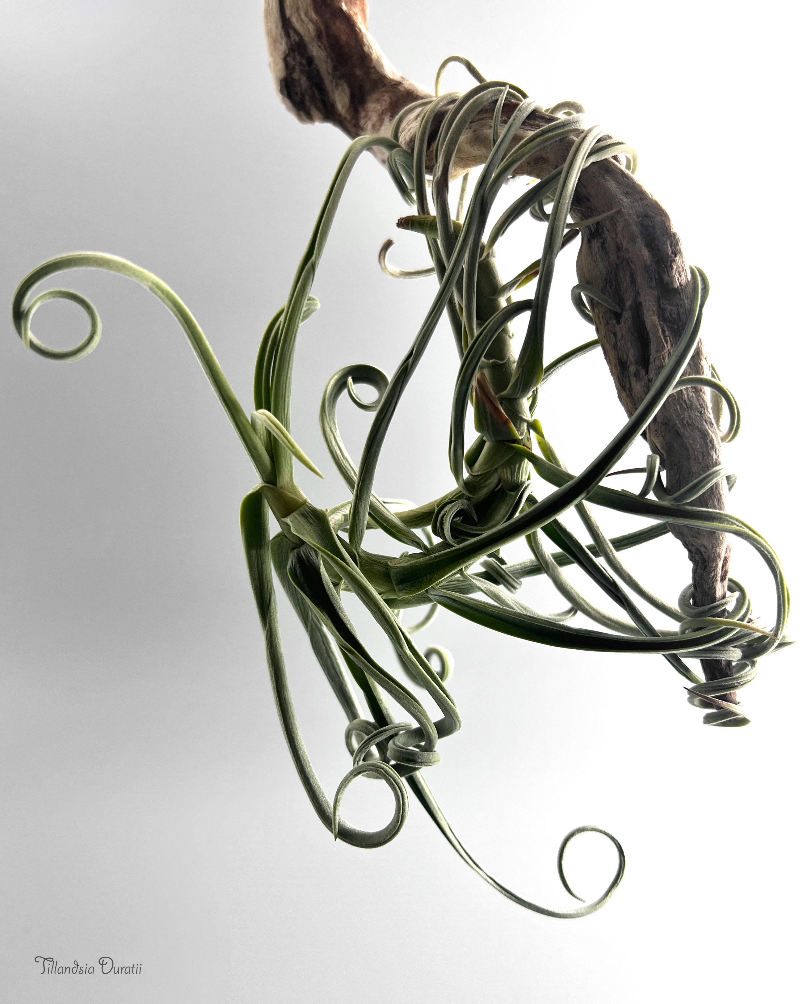 チランジア・ドゥラティの吊るし方・育て方｜流木に絡ませる方法