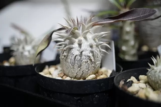 塊根植物実生】パキポディウム 恵比寿大黒(デンシカウレ)を実生から