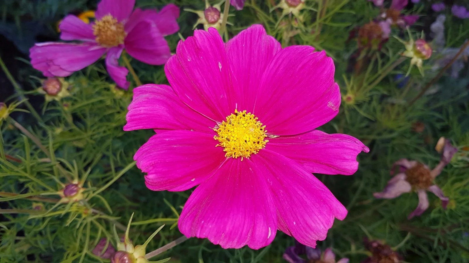 Pink Cosmos Flower Seeds: A Symbol of Love and Tranquility