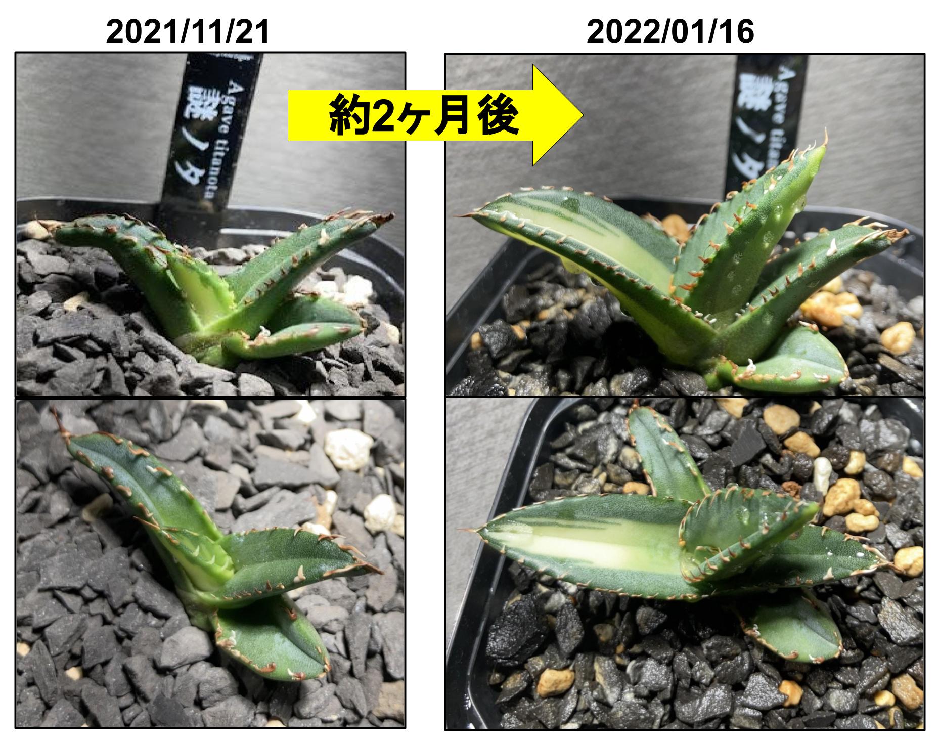 アガベ 子株 腰水管理】 育て方と成長記録 −謎ノタ編− | ボタ日誌