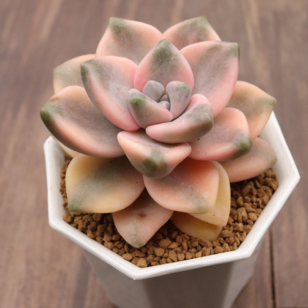 ティテュバンス錦】の紹介ページ｜E-TANIKU（イータニク）