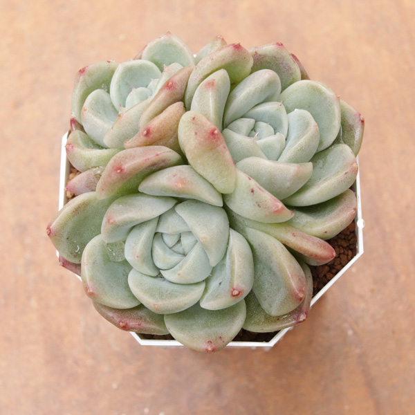 アルバビューティー】の紹介ページ｜E-TANIKU（イータニク）